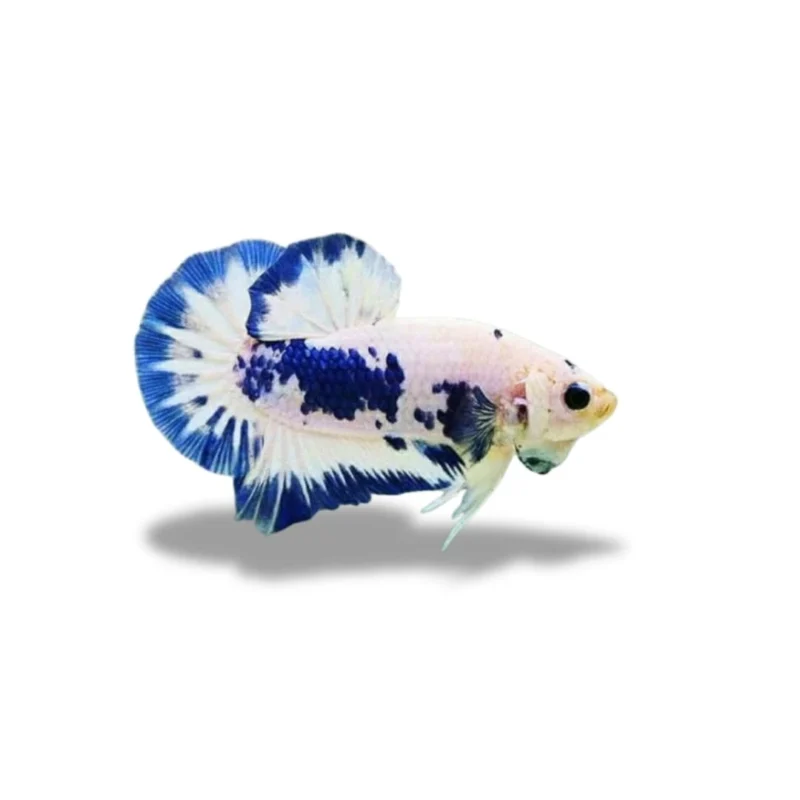 Cupang Plakat Blue Panda