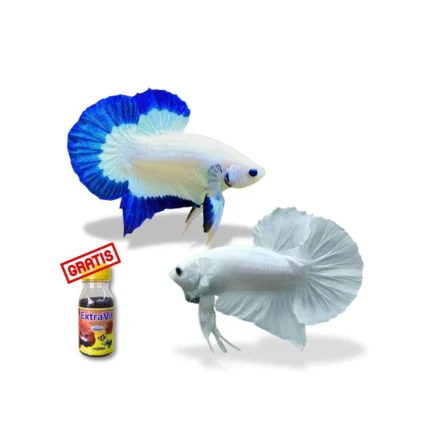 Paket Bundling Super Light