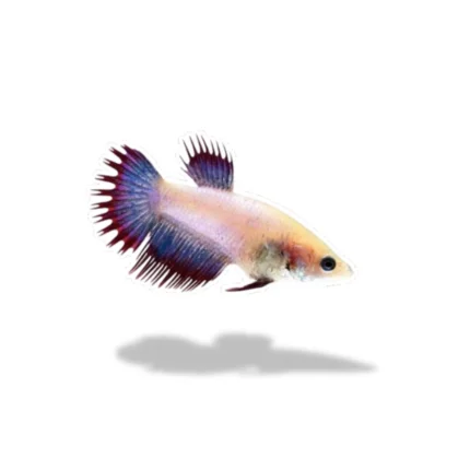 Cupang crowntail betina