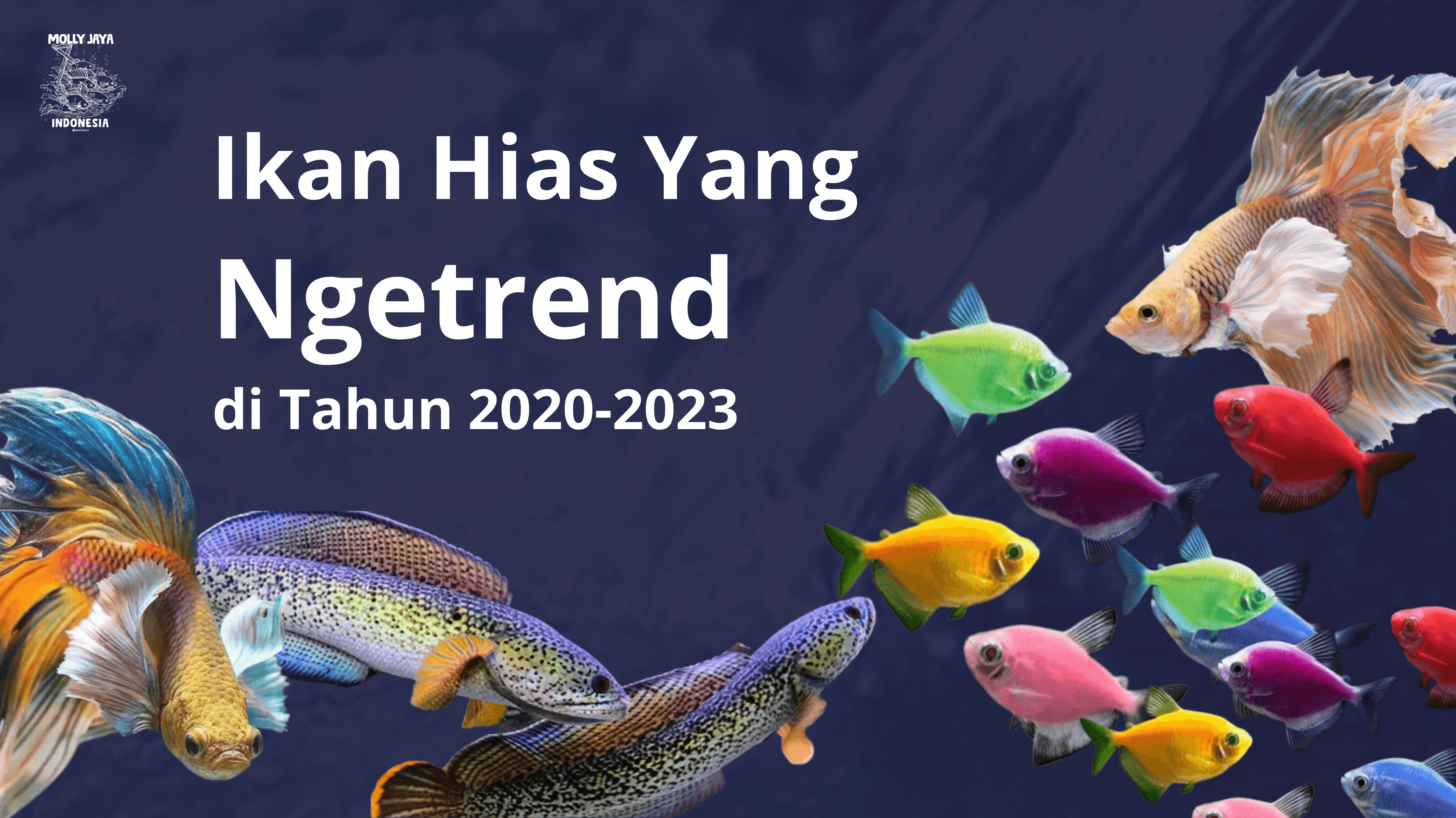 Ikan hias viral 2020-2023