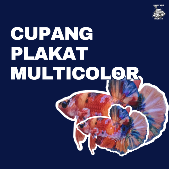 Cupang plakat multicolor