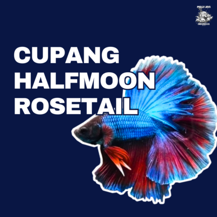 Cupang HM rosetail mollyjaya.id