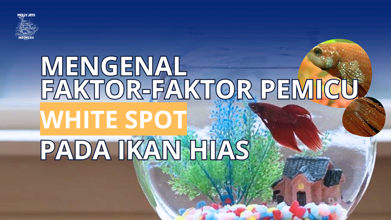 Mengenal Fakto-Faktor Pemicu white Spot Pada Ikan Hias