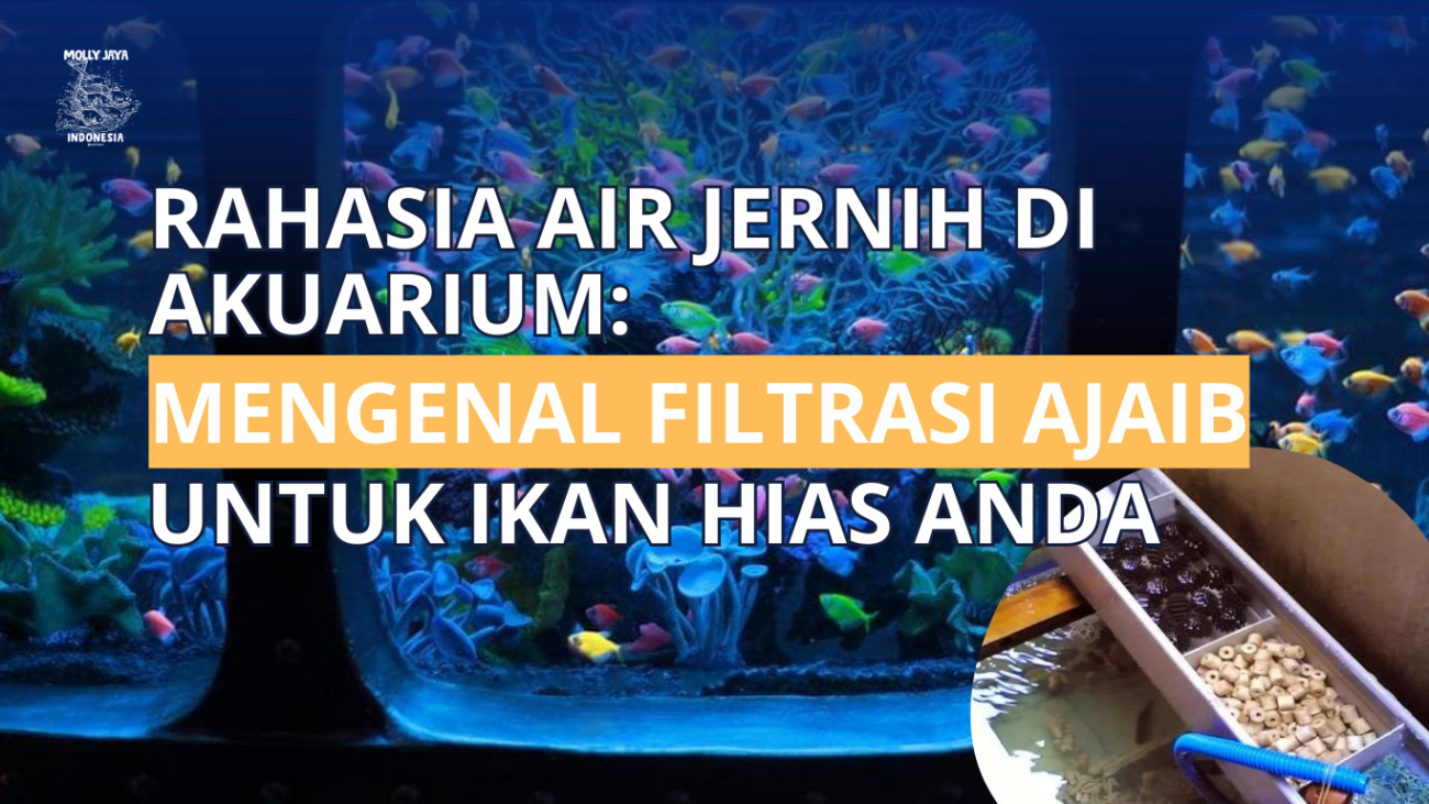 Rahasia Air Jernih di Akuarium Mengenal Filtrasi Ajaib untuk Ikan Hias Anda