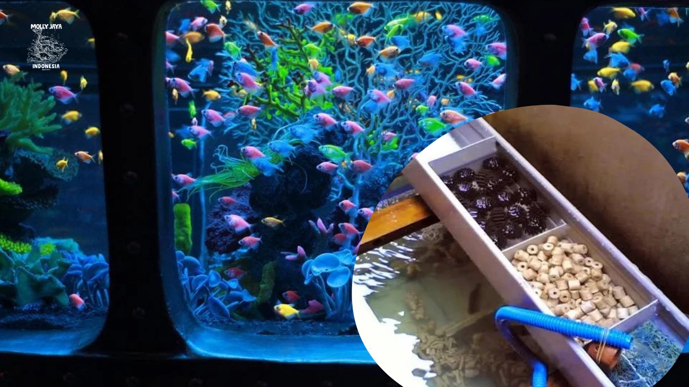 Rahasia Air Jernih di Akuarium Mengenal Filtrasi Ajaib untuk Ikan Hias Anda