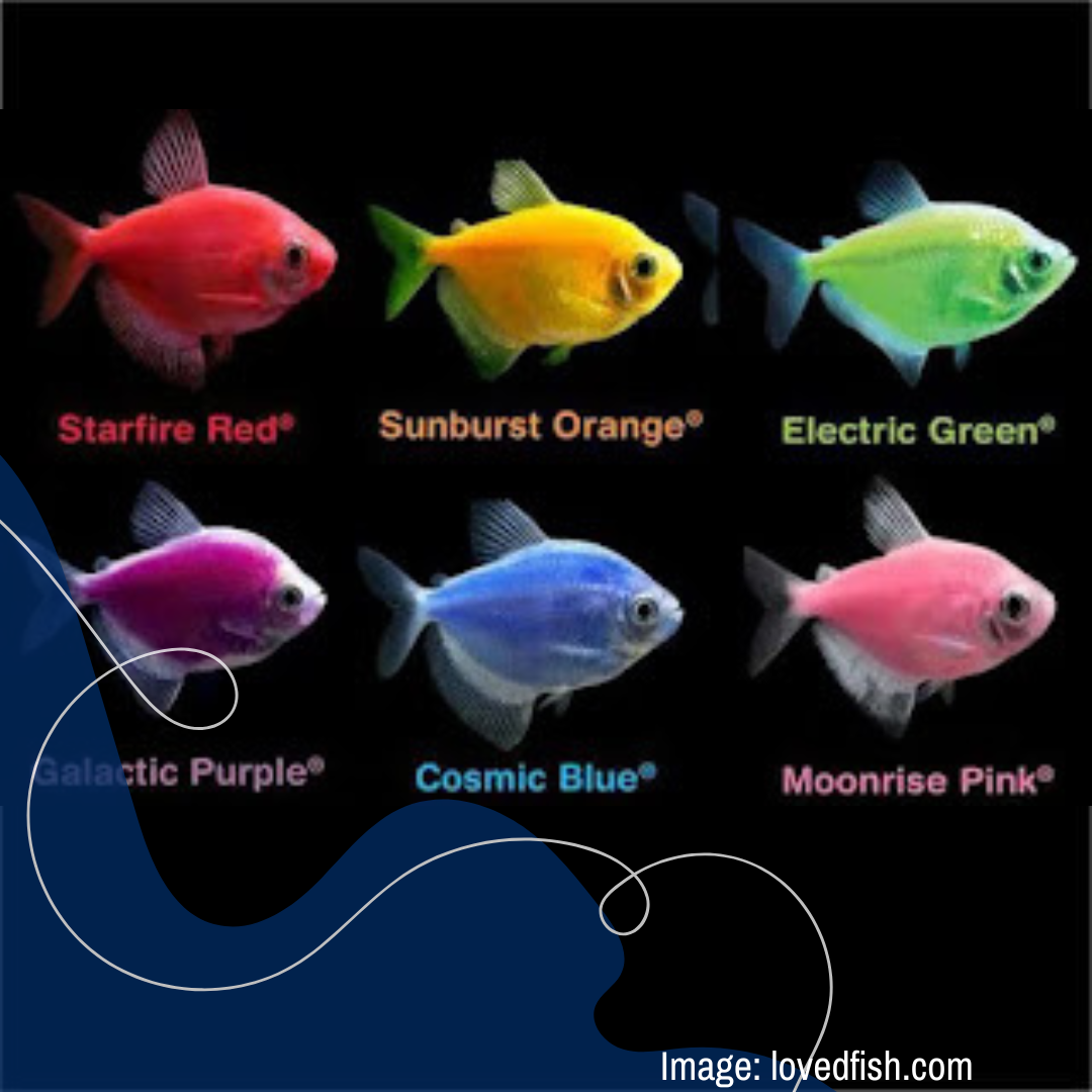 Berbagai warna glofish mollyjaya.id