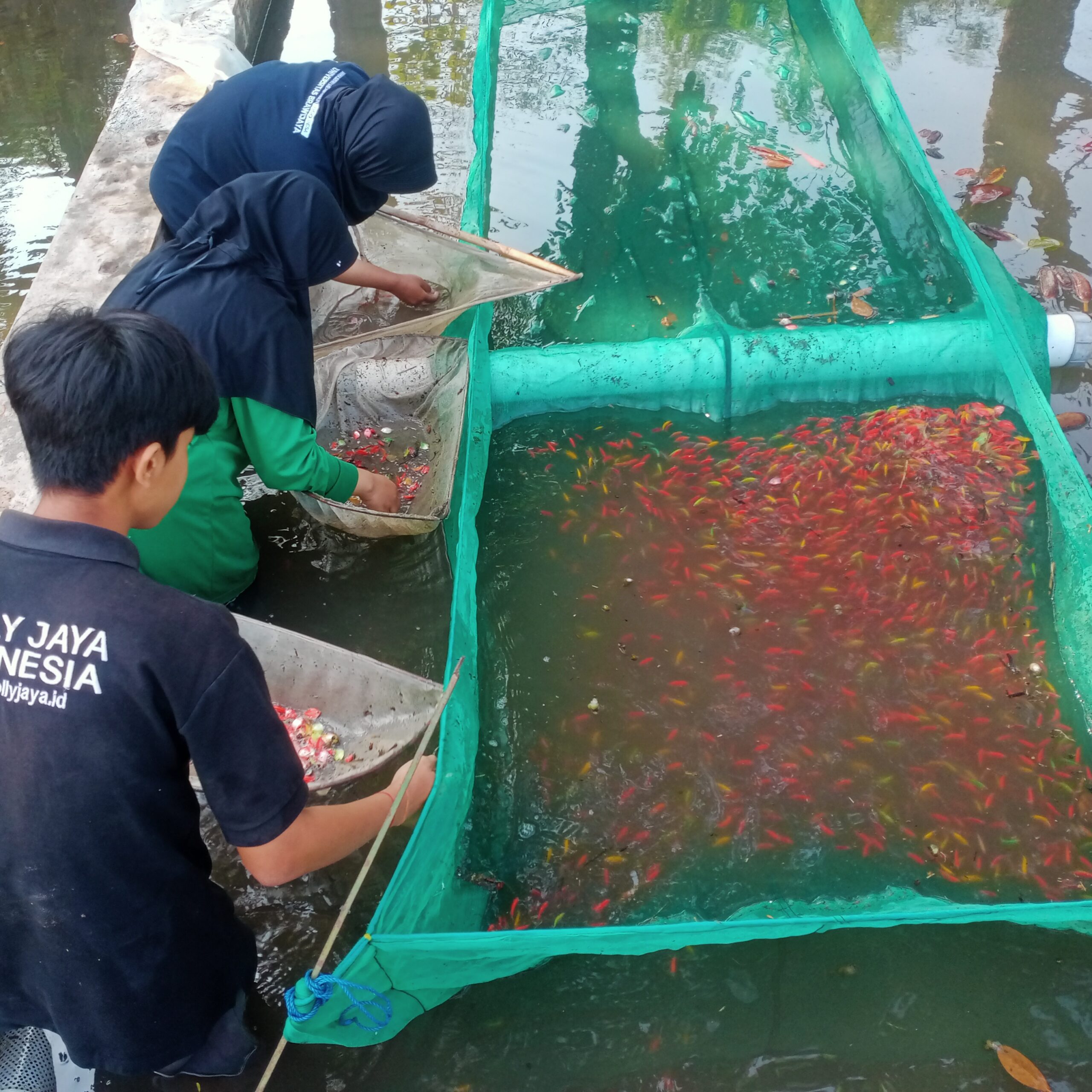 Mahasiswa ikut memanen glofish tetra