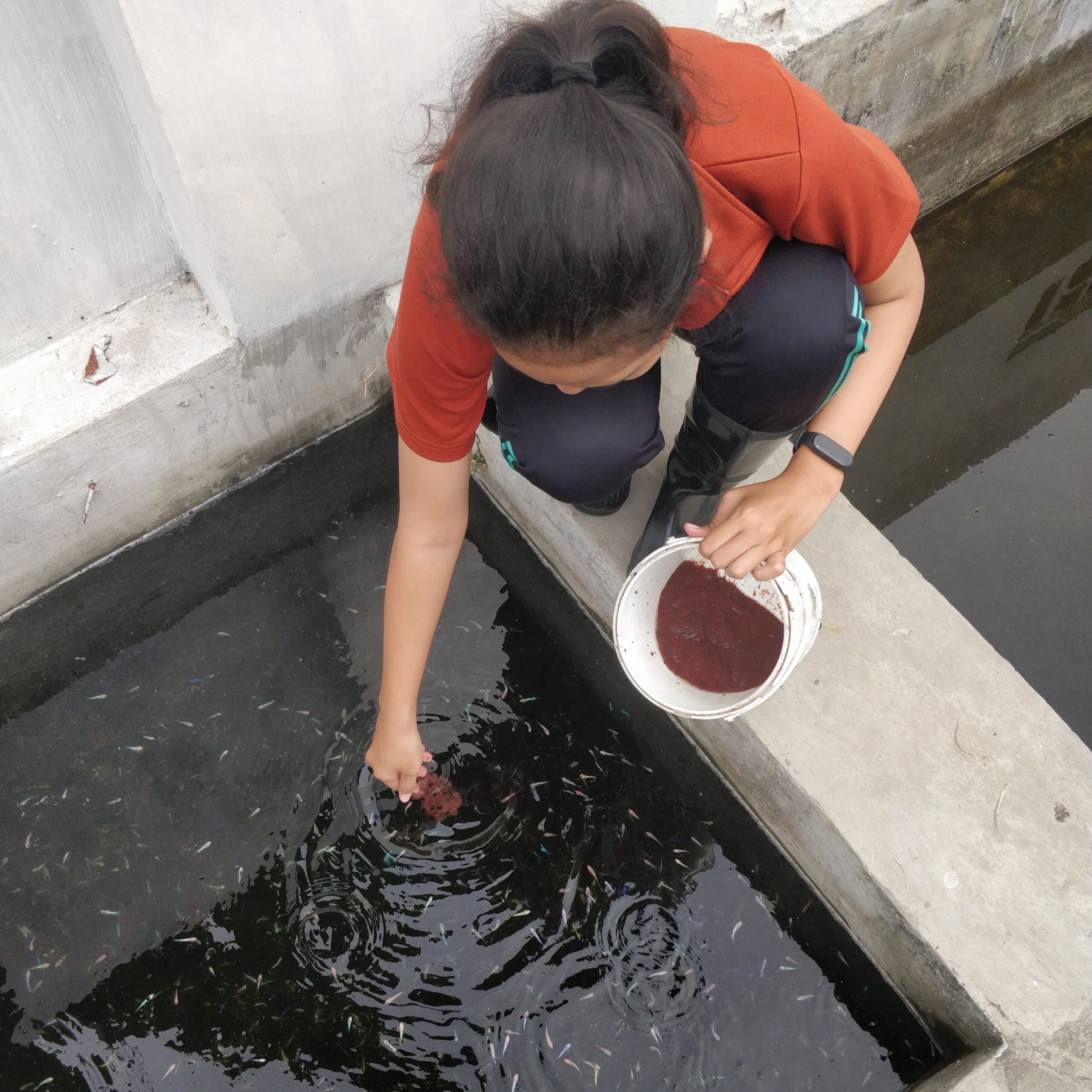 Mahasiswa memberi pakan cupang di kolam pembesaran (2)