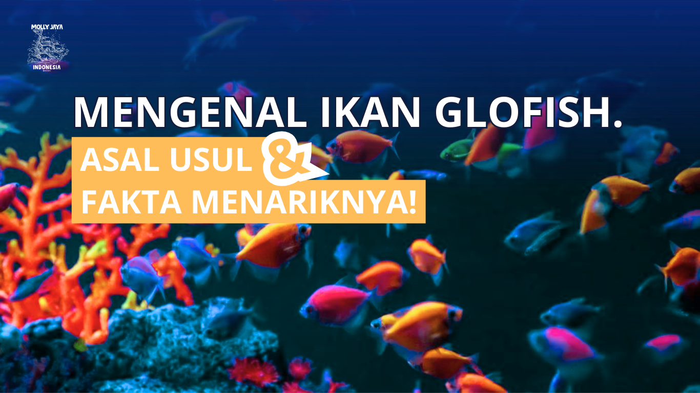 Mengenal Ikan Glofish Asal Usul dan Fakta Menariknya