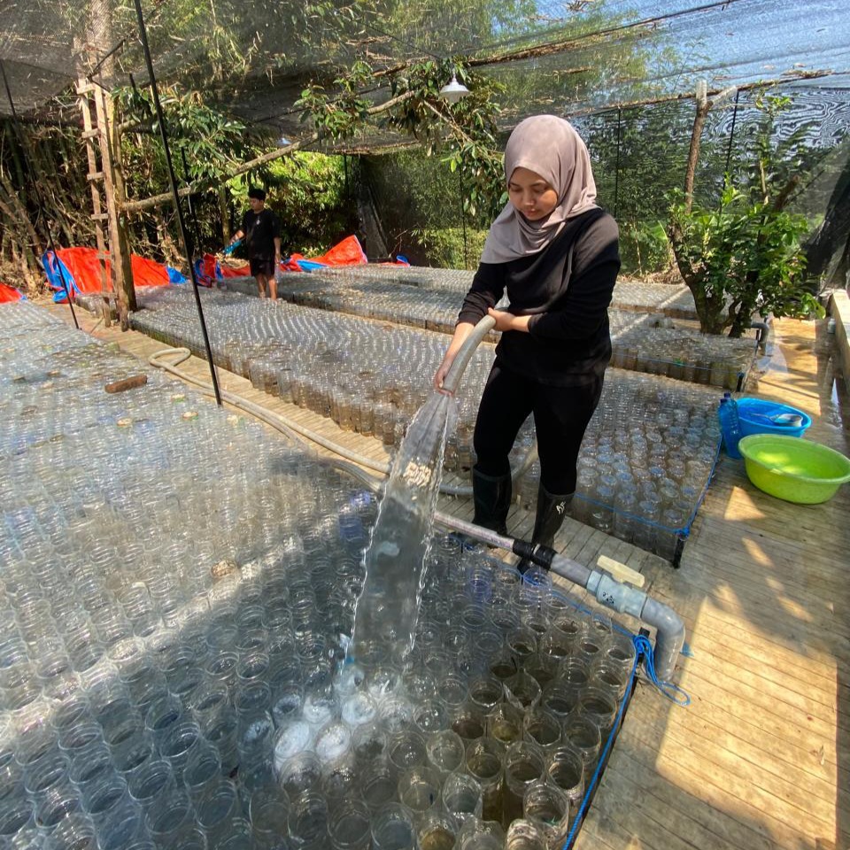 Mahasiswa Mengganti air cupang di area pembotolan