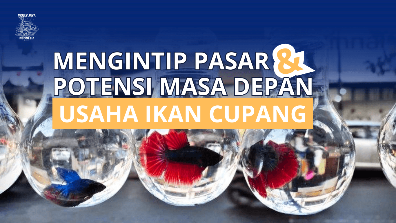 Mengintip Pasar dan Potensi Masa Depan Usaha Ikan Cupang mollyjaya.id