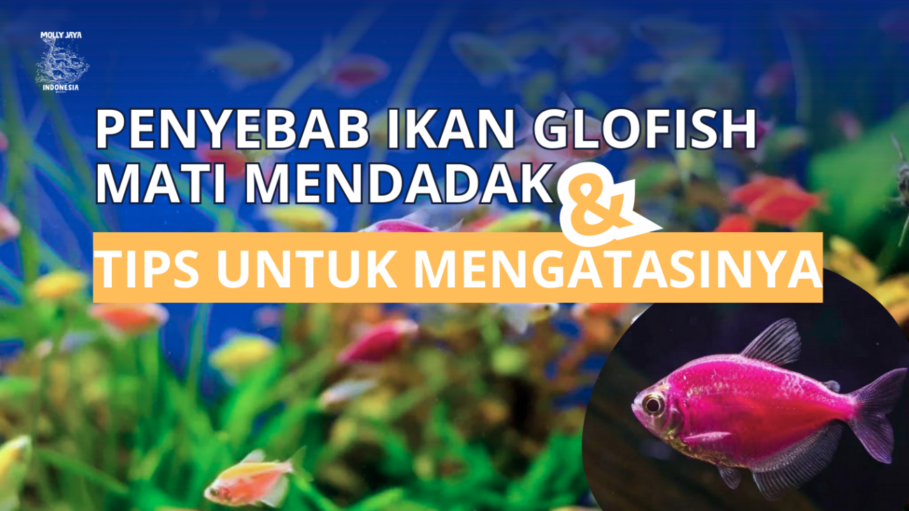 Penyebab Ikan Glofish Mati Mendadak dan Tips Untuk Mengatasinya mollyjaya.id