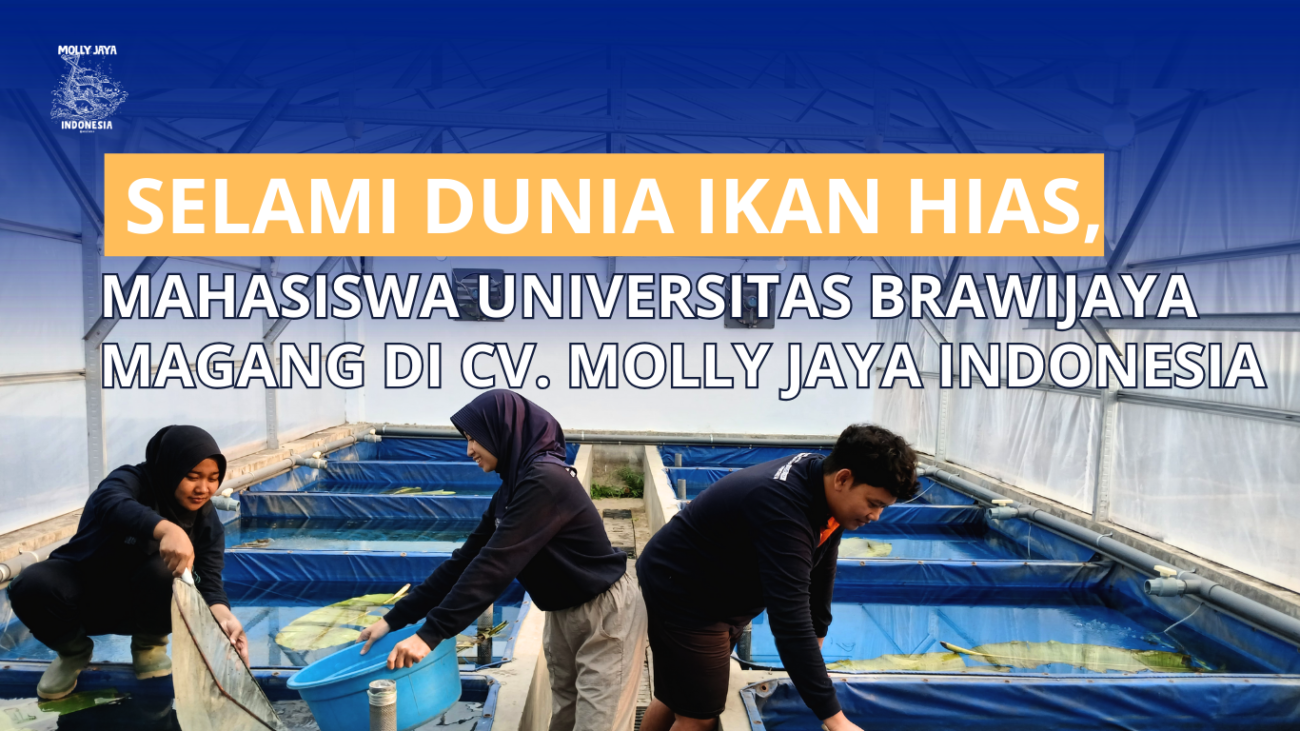 Selami Dunia Ikan Hias, Mahasiswa Universitas Brawijaya Magang di CV. Molly Jaya Indonesia