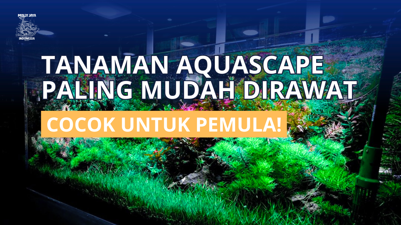 Tanaman Aquascape Paling Mudah Dirawat Cocok Untuk Pemula mollyjaya.id