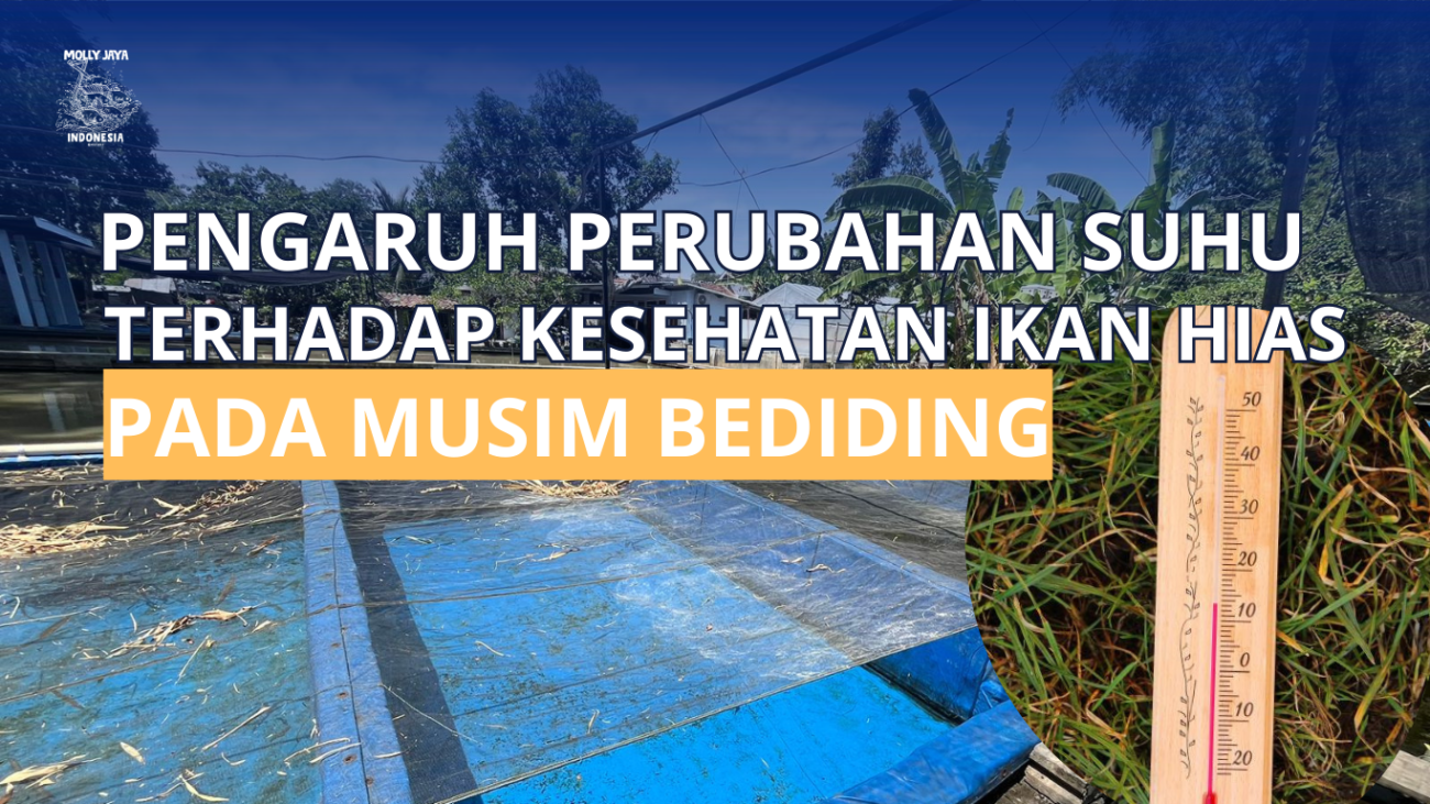 Pengaruh perubahan suhu terhadap kesehatan ikan hias pada musim bediding