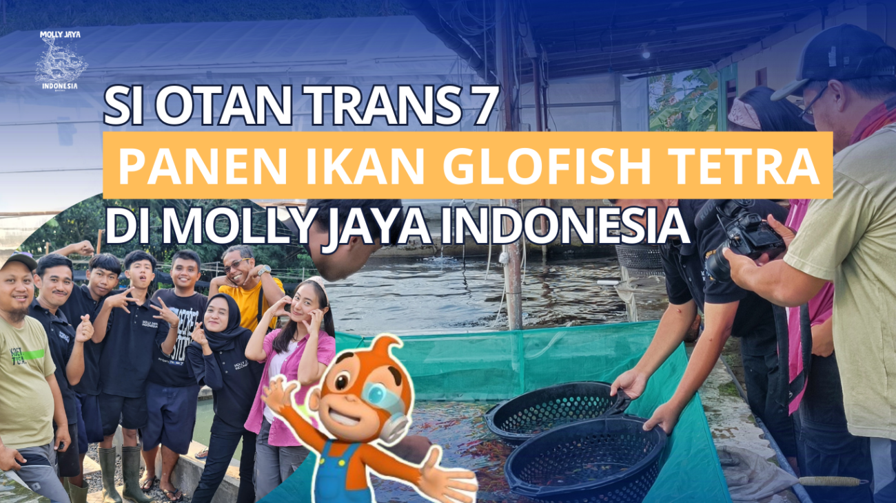 Si Otan Trans 7 Panen Ikan Glofish Tetra di Molly jaya Indonesia