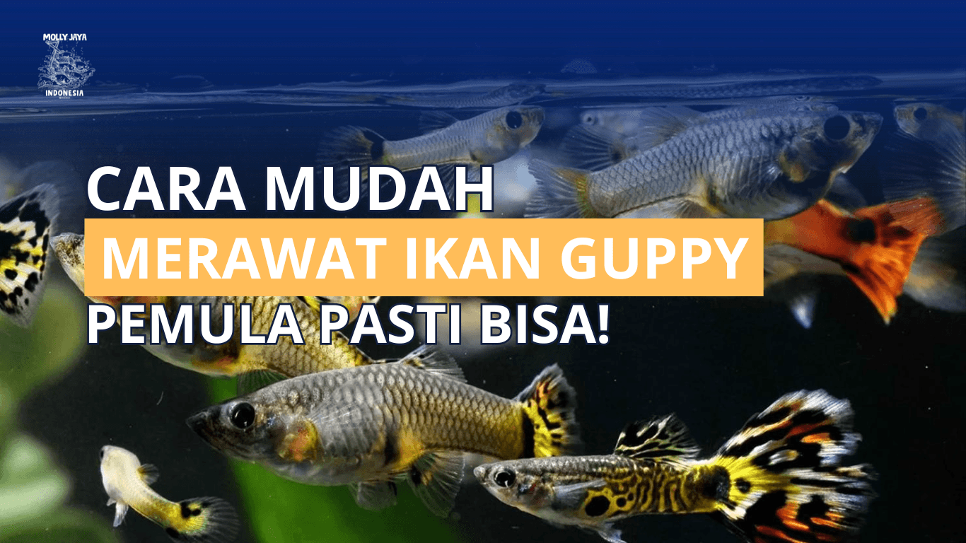 Cara Mudah Merawat Ikan Guppy. Pemula Pasti Bisa