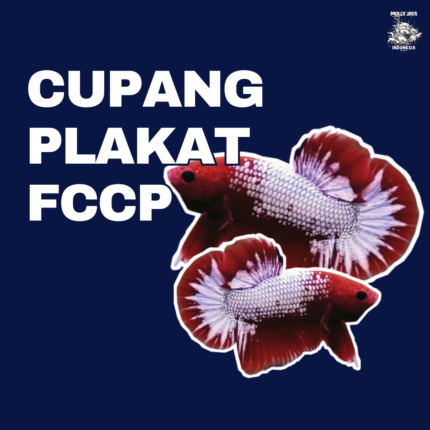 Cupang plakat FCCP mollyjaya.id