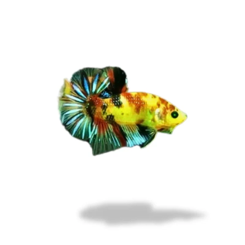 Cupang Plakat Neon Multicolor