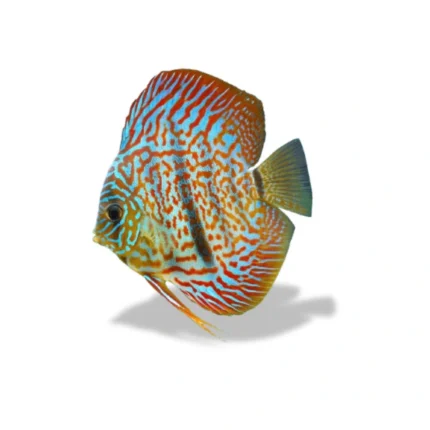 Discus turquoise