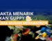 Fakta Menarik Ikan Guppy dan Cara Mudah Merawatnya