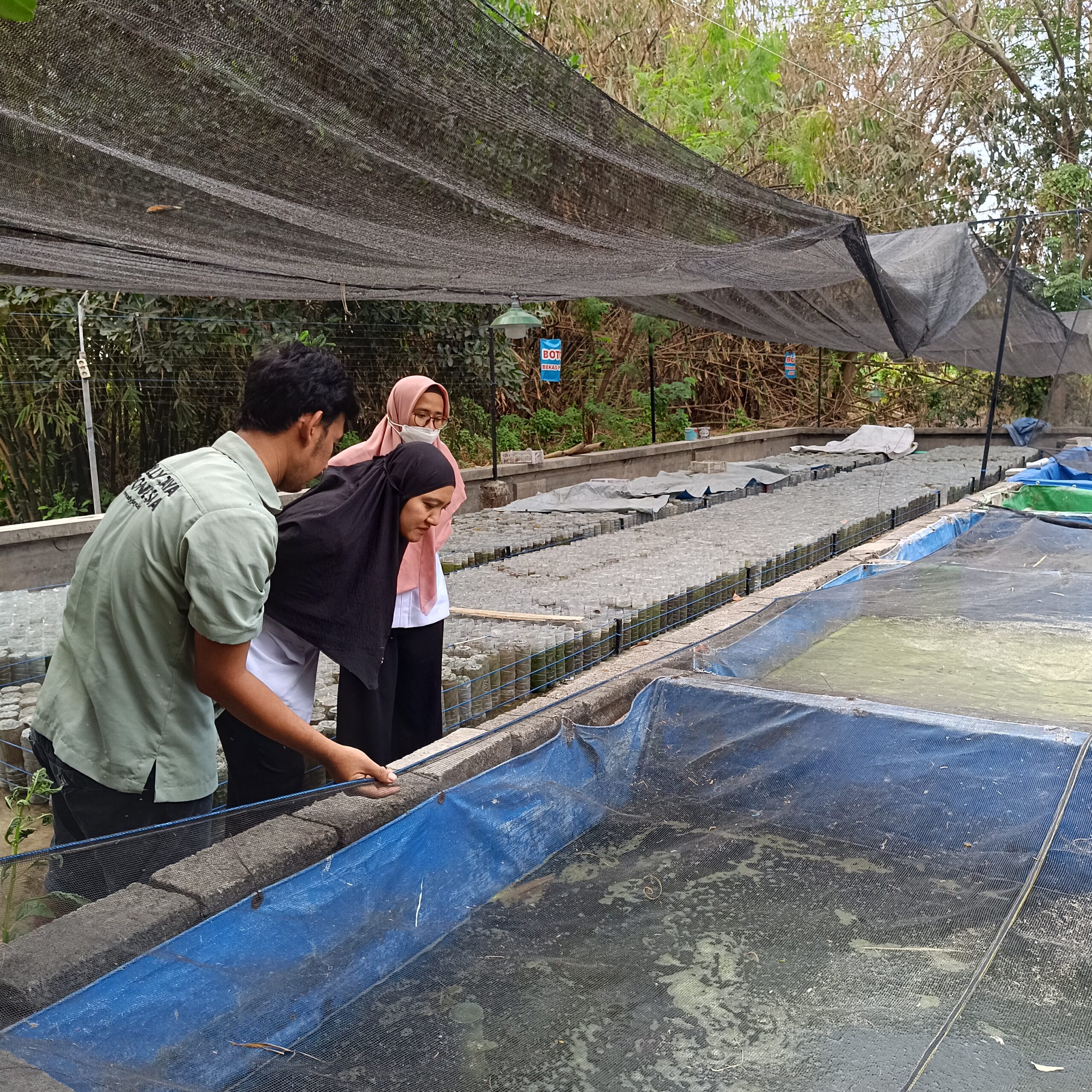 Pengecekan Kolam Budidaya Ikan Hias di MJI Farm