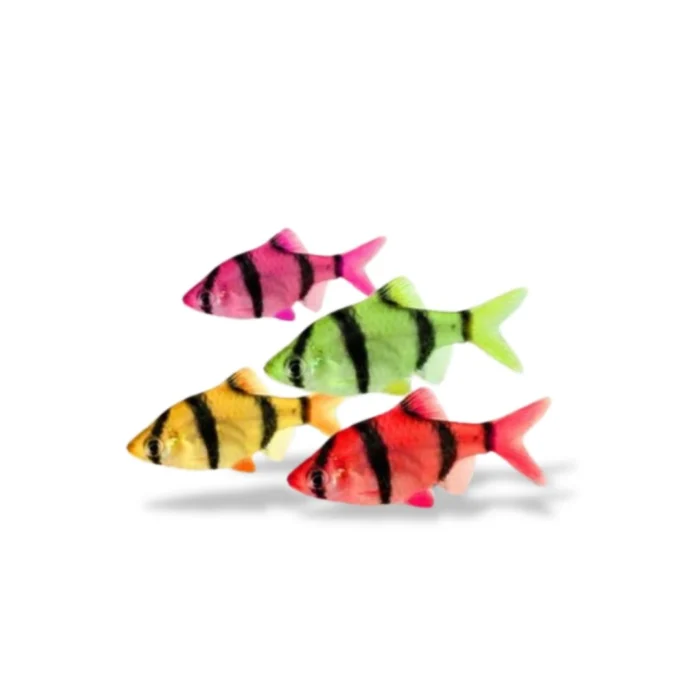 Sumatra Glofish