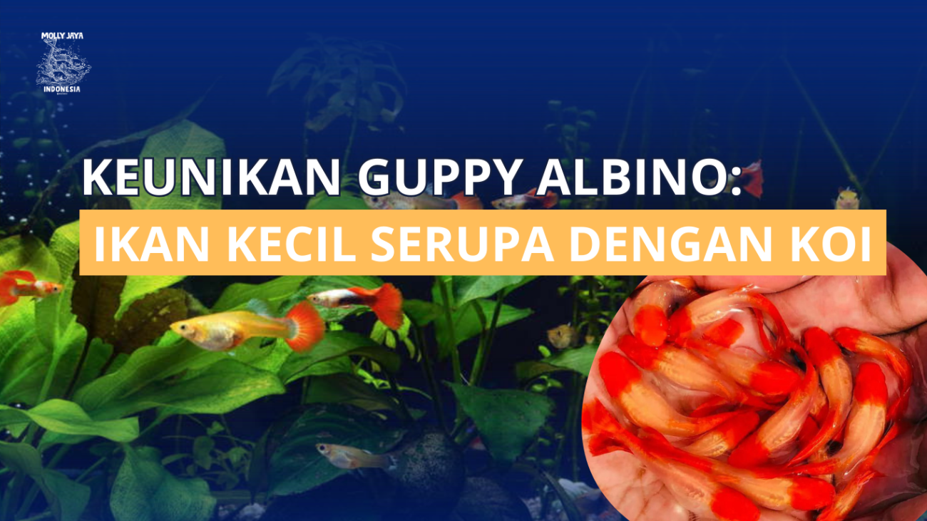 Keunikan Guppy Albino: Ikan Kecil Serupa dengan Koi