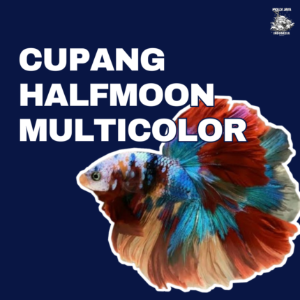 Cupang HM multicolor mollyjaya.id