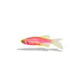 Danio pink slayer