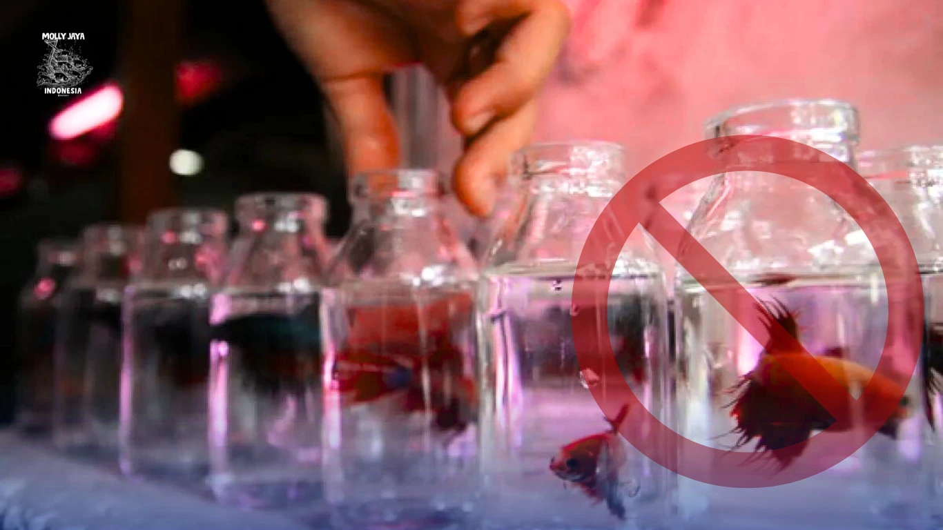 Larangan Jual Beli Ikan Hias di Media Sosial! Memahami Alasan dan Akibatnya