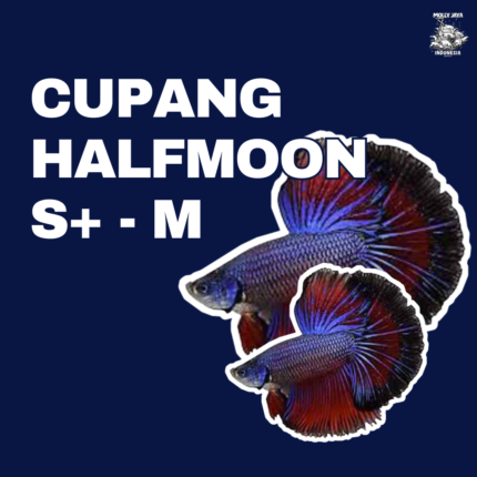 Cupang halfmoon S+ - M (ecer)