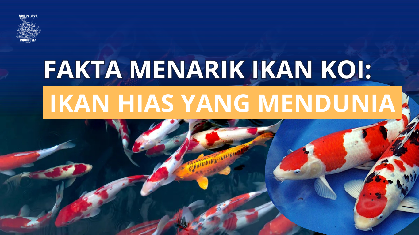 Fakta menarik ikan koi