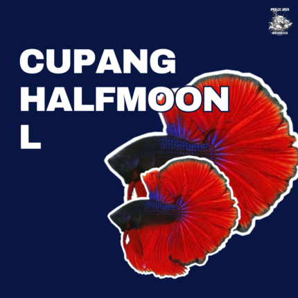 Cupang halfmoon L (ecer)