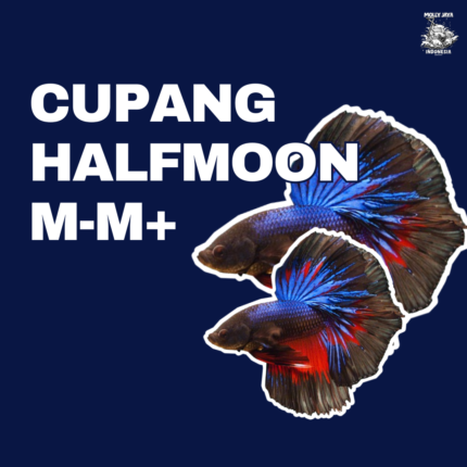 Cupang Halfmoon M-M+ (ecer)