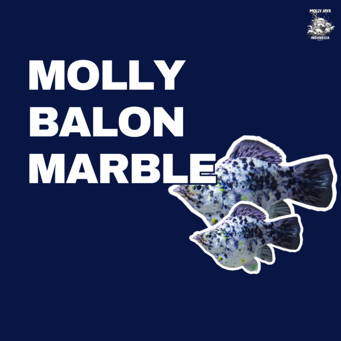 Molly balon marble