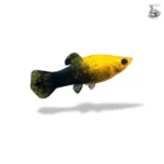 Molly golden black kipas