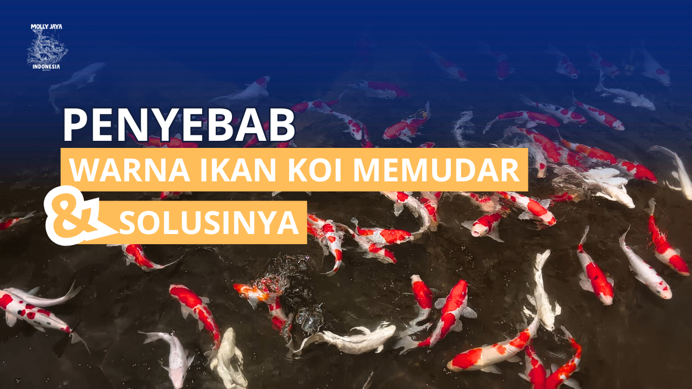 Warna ikan koi yang memudar disebabkan oleh beberapa faktor.