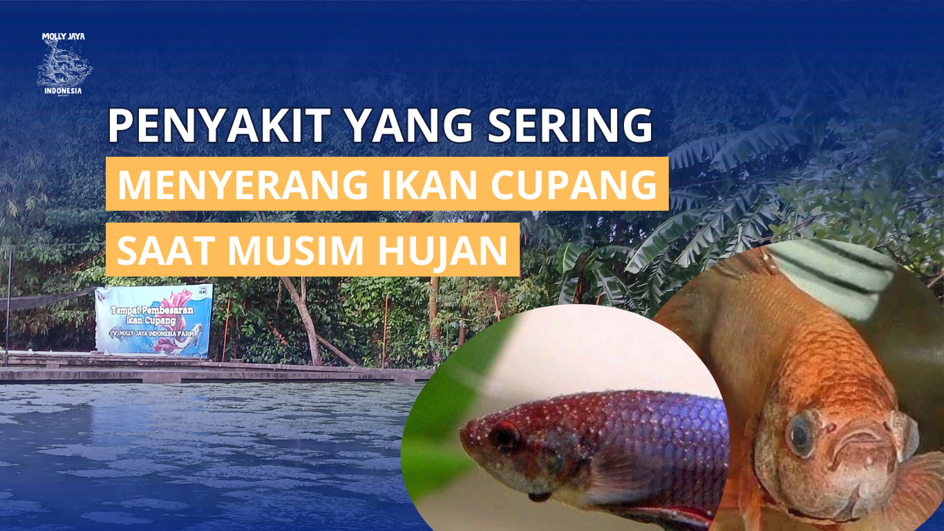 Penyakit yang sering menyerang ikan cupang saat musim hujan