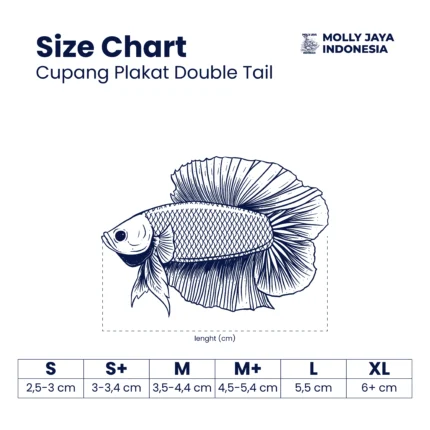 Ukuran Cupang Plakat Double Tail