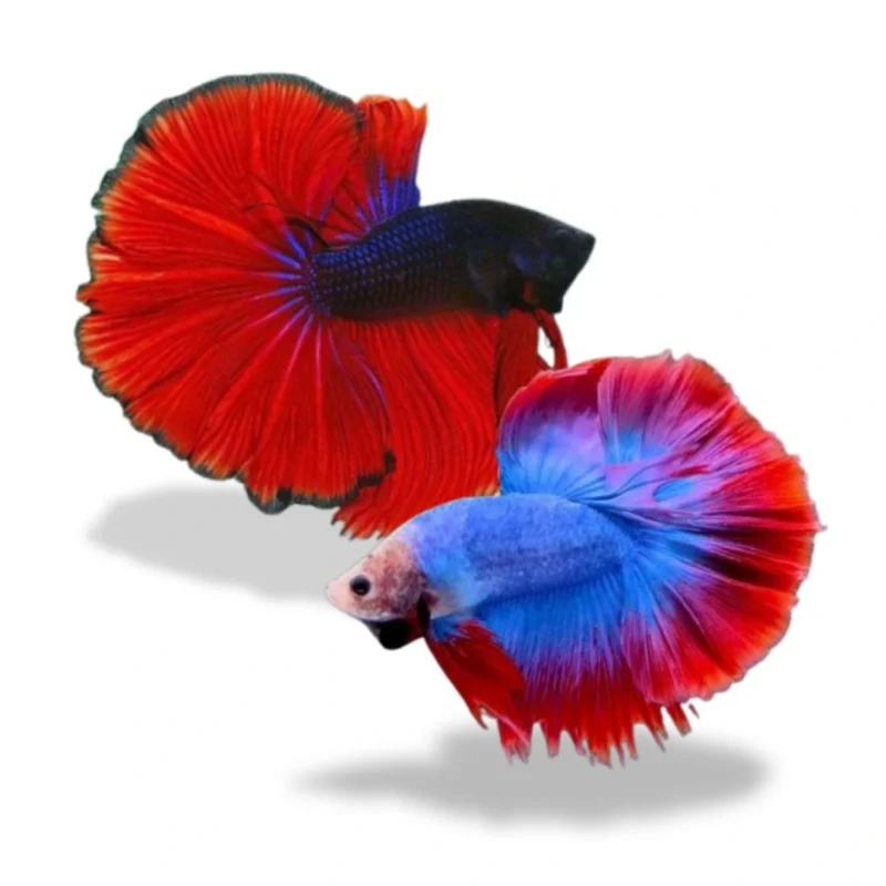 Cupang halfmoon dominan mascot L