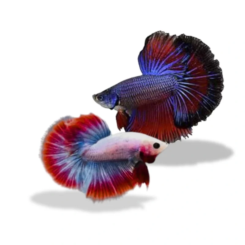 Cupang halfmoon dominan mascot S-M