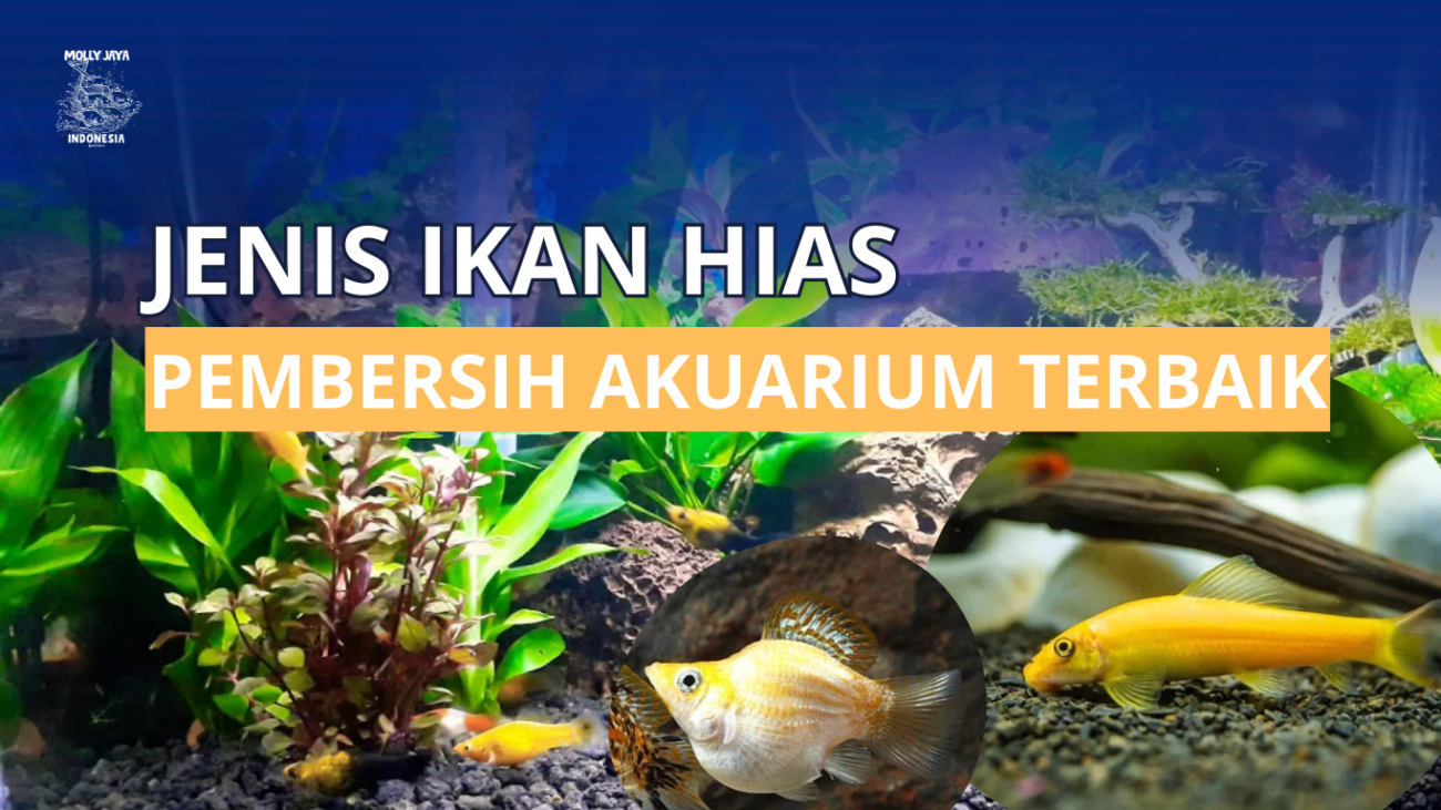 Jenis ikan hias pembersih akuarium terbaik