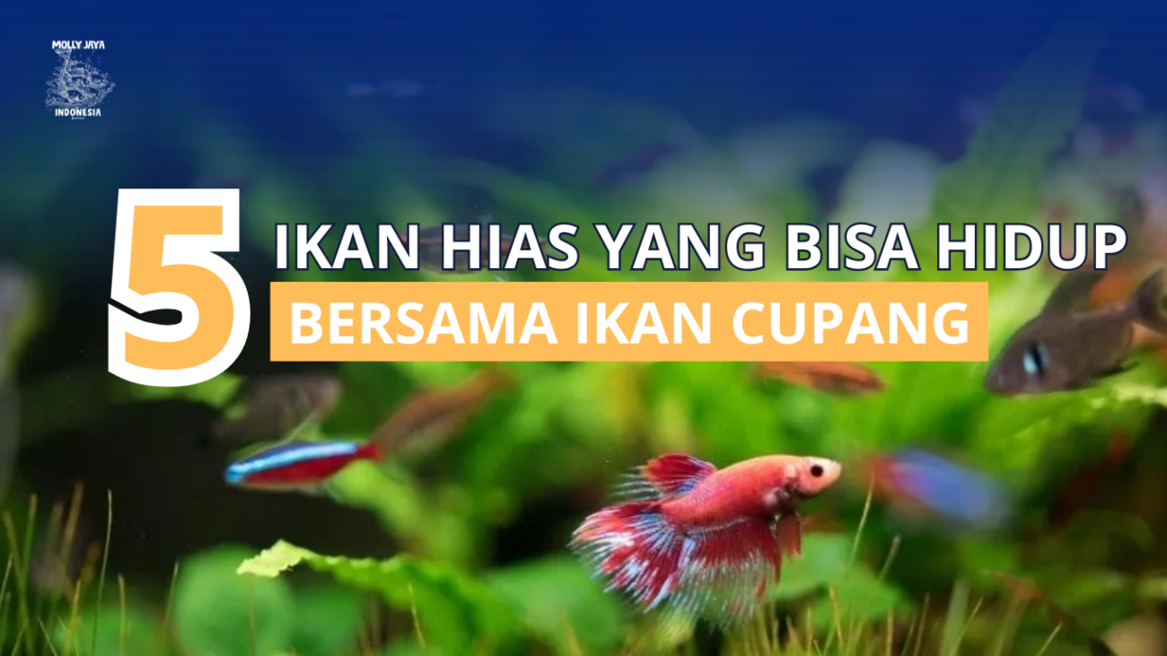 5 Jenis ikan hias yang bisa hidup bersama ikan cupang