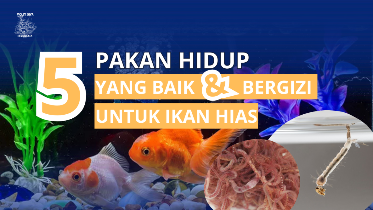 5 Pakan hidul yang baik dan bergizi untuk ikan hias