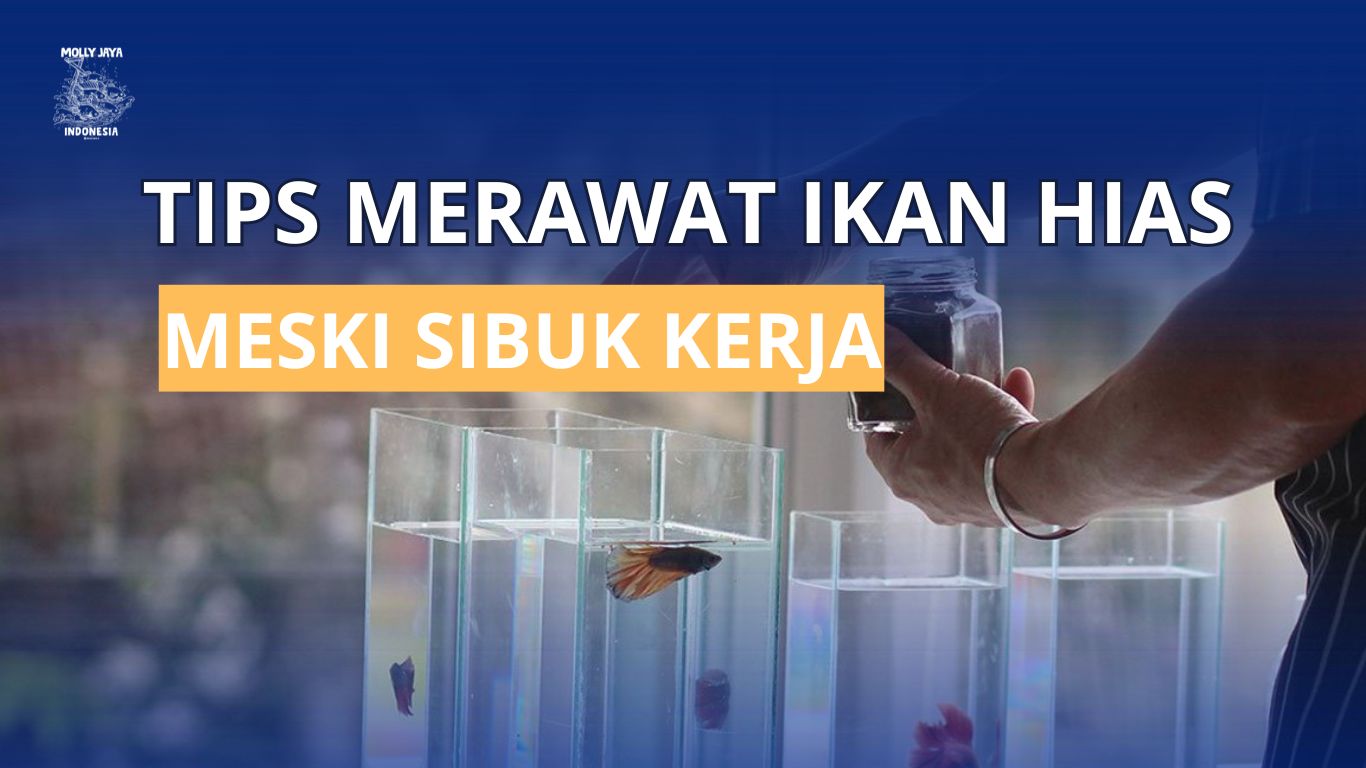 Tips Merawat Ikan Hias Meski Sibuk Kerja - Molly Jaya Indonesia