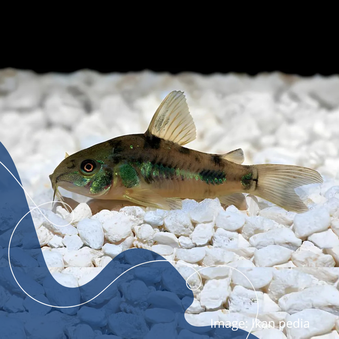 Ikan Corydoras yang berasal dari perairan tropis Amerika Selatan. Ikan Corydoras sering mencari makanan yang terjatuh di dasar akuarium, seperti sisa pelet, dan serpihan makanan.