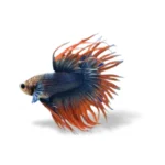 Cupang crowntail