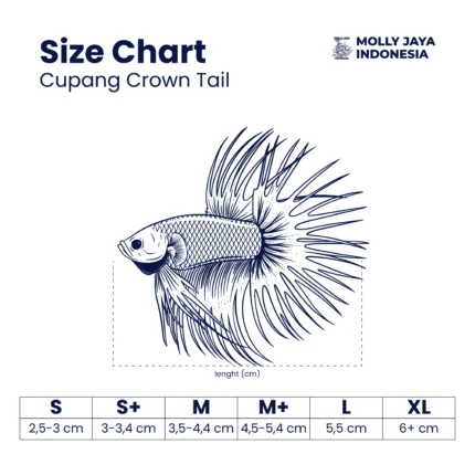 Ukuran Cupang Crowntail