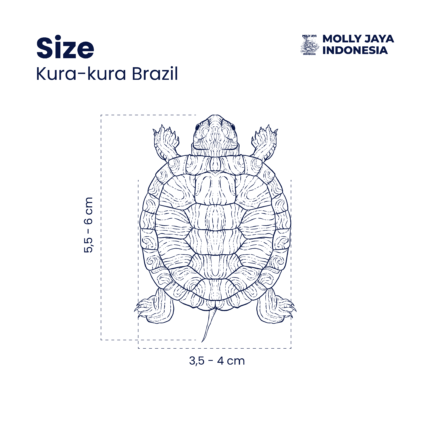 Ukuran-Kura-kura-Brazil